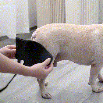 How to Put on dog knee brace