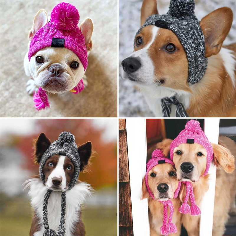 Beane dog hat display show