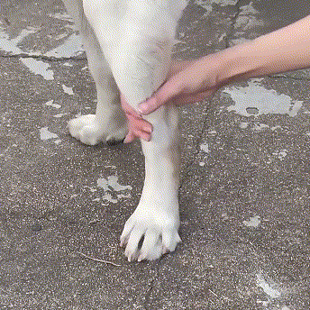 dog leg brace use step