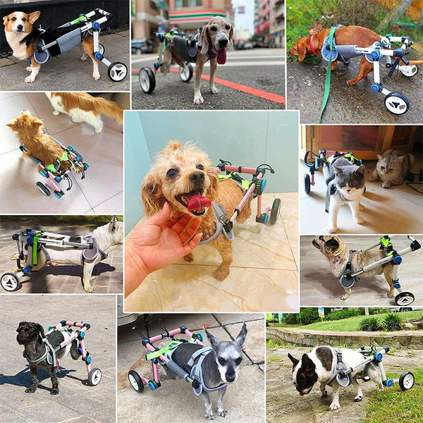 dog wheel chair display