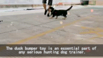hunting duck dog bumper for training