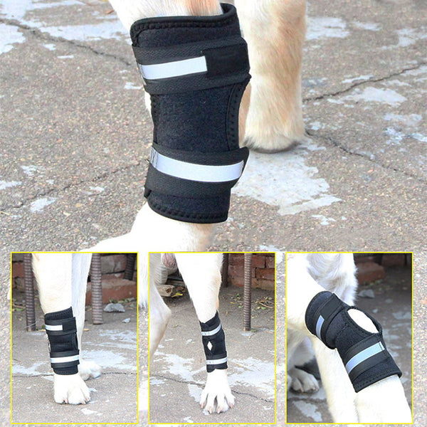 dog leg brace show