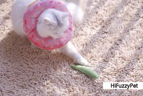 Use cat cone for eating playing and sleeping