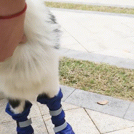 winter dog boots put-on method