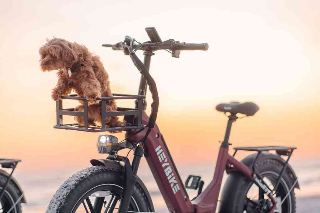 dog carrier for bike