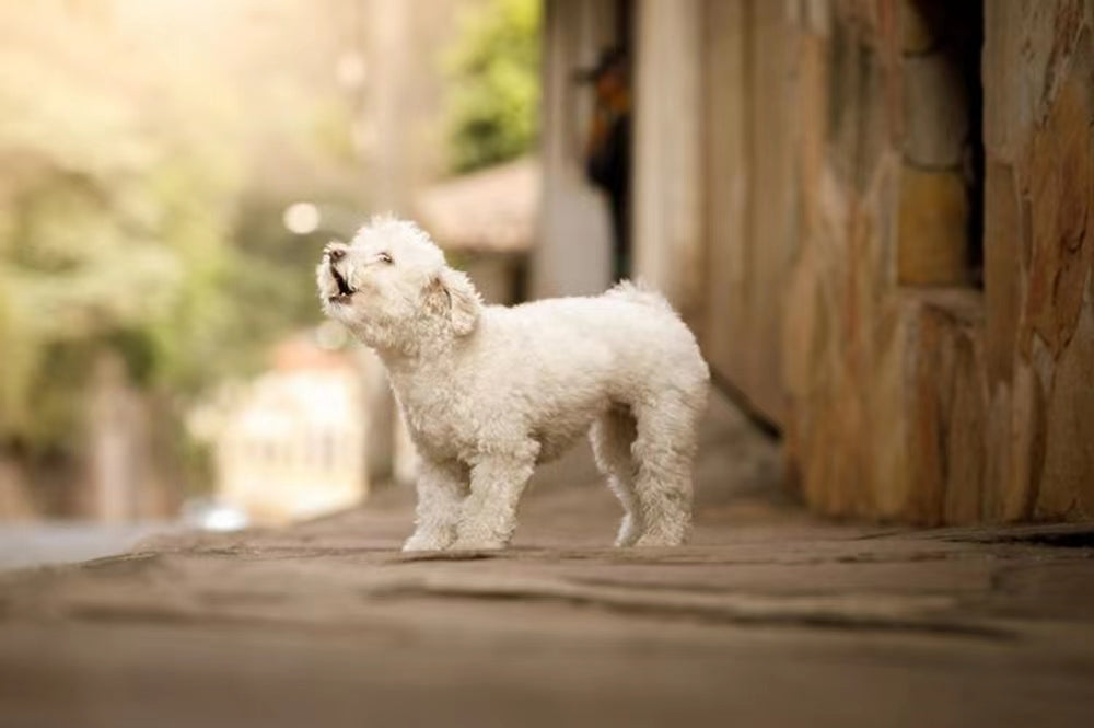 How to Stop a Dog from Barking