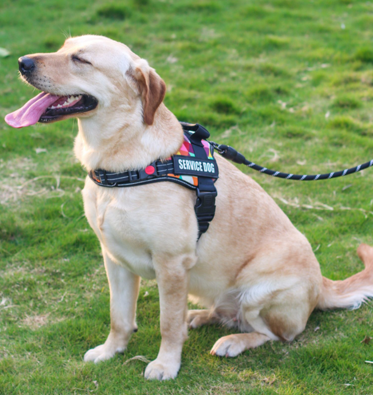 Personalized Dog Harness