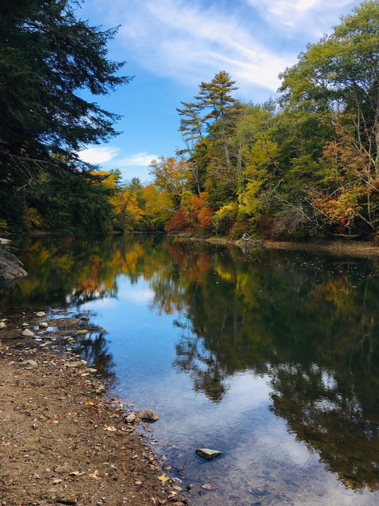 Best dog friendly trails in Portland