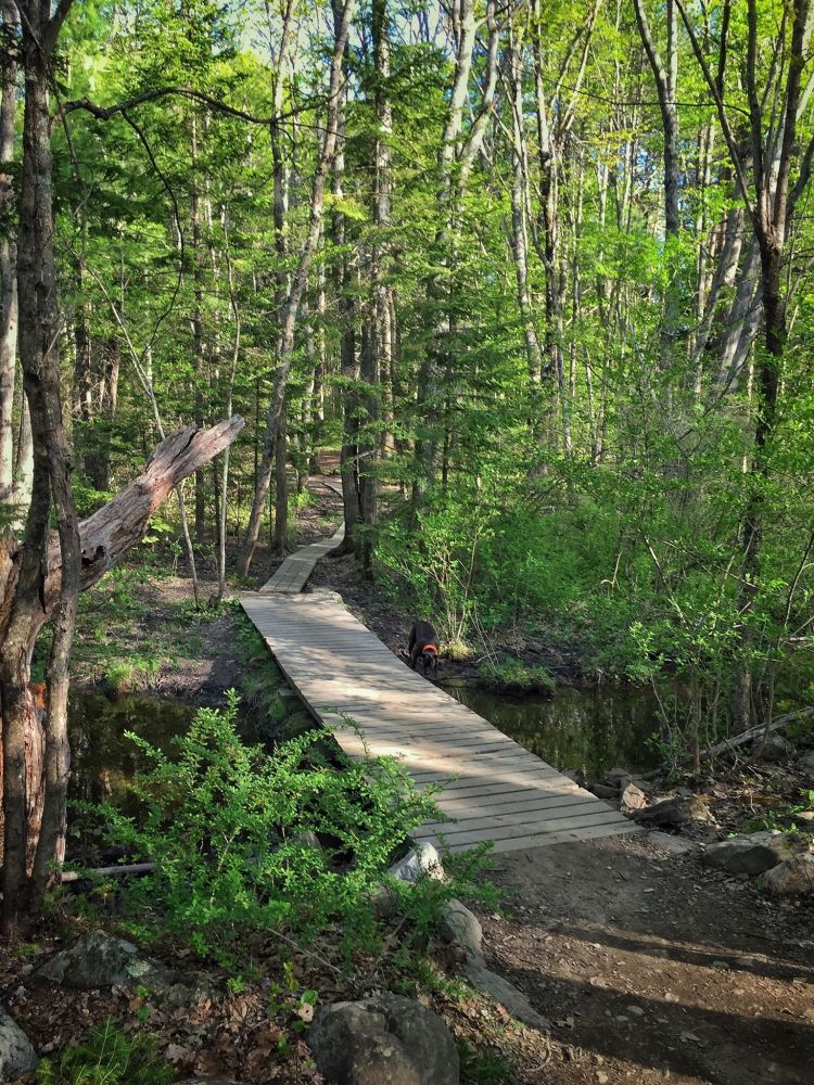 Best dog friendly trails in Portland