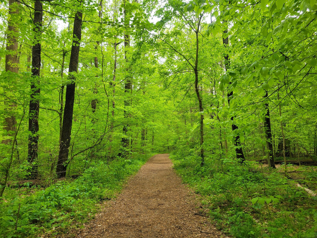 Best dog friendly trails in Memphis