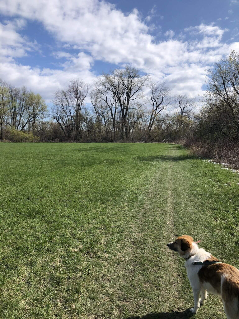 Best dog friendly trails in Burlington