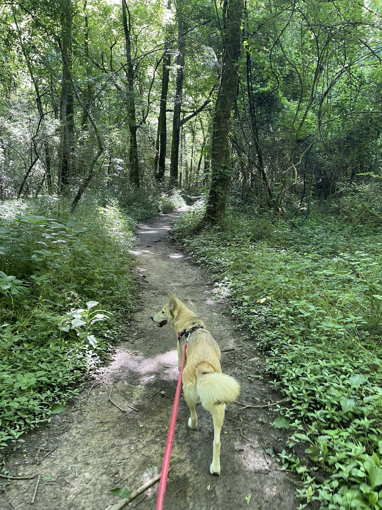 Best dog friendly trails in Memphis