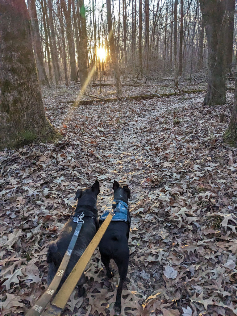 Best dog friendly trails in Memphis
