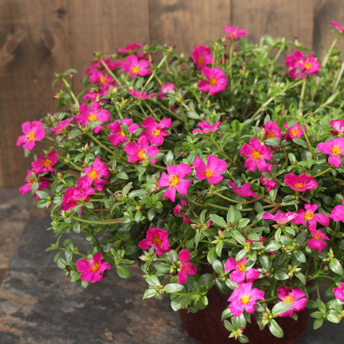 Mojave? Fuchsia Portulaca | Proven Winners?