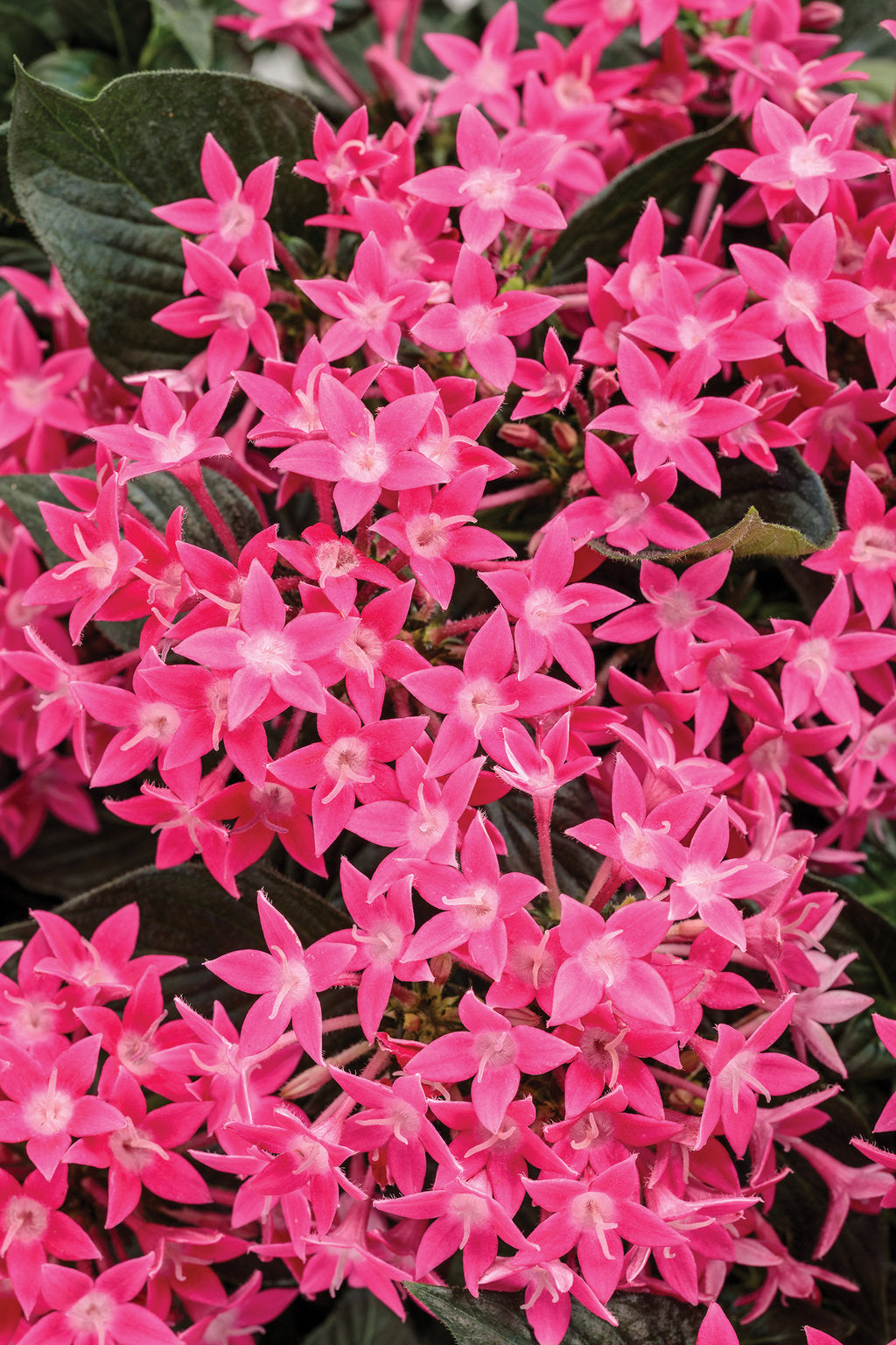 Sunstar? Rose Pentas | Proven Winners?