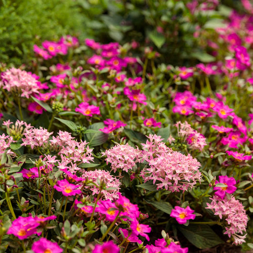 Mojave? Fuchsia Portulaca | Proven Winners?