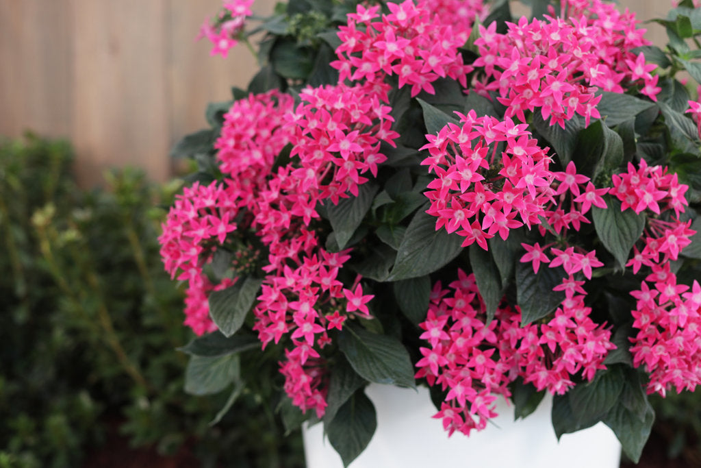 Sunstar? Rose Pentas | Proven Winners?