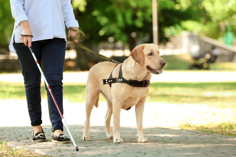 why do they only use labradors as guide dogs