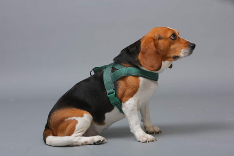 A beagle dog wearing iSafeCare's Easy On/Easy Off Dog Harness as an example of an overhead dog harness