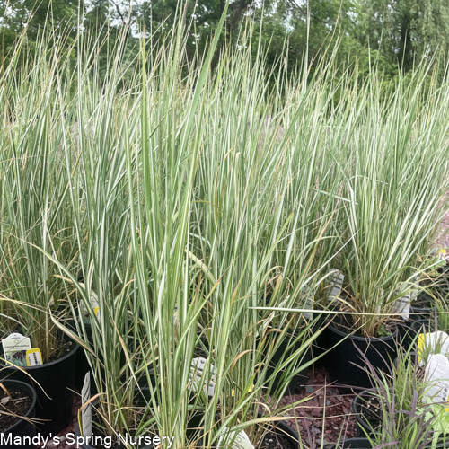 Lightning Strike? Feather Reed Grass | Calamagrostis x acutiflora