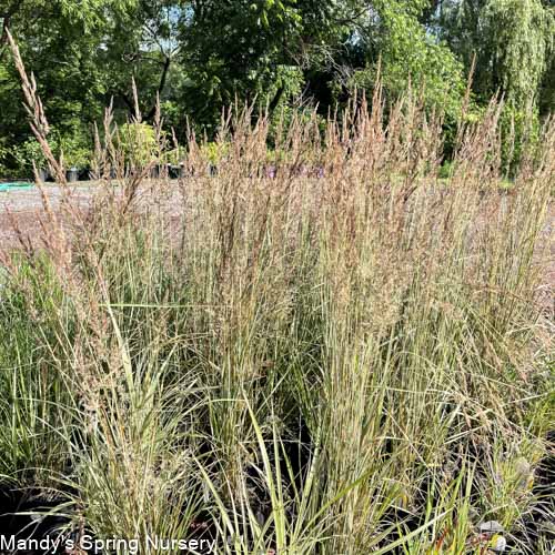 Lightning Strike? Feather Reed Grass | Calamagrostis x acutiflora