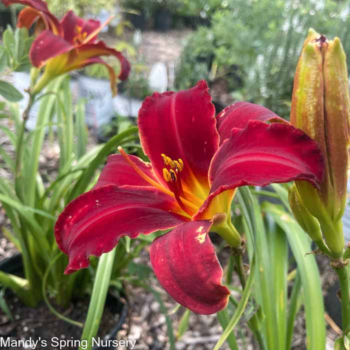 Indian Love Call Daylily | Hemerocallis