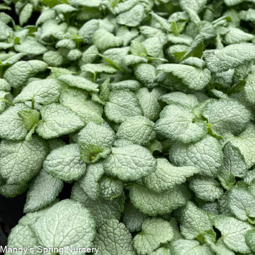 Plug - White Nancy Dead Nettle | Lamium maculatum