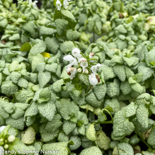 Plug - White Nancy Dead Nettle | Lamium maculatum