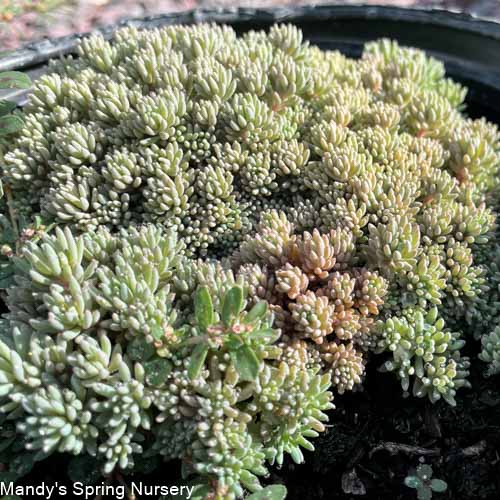 Spanish Stonecrop | Sedum hispanicum