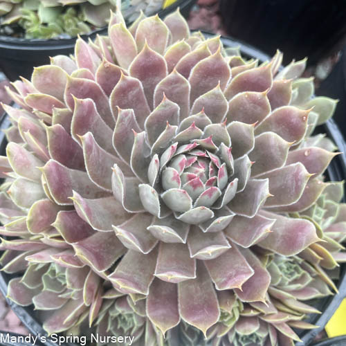 Pacific Blue Ice Hens & Chicks | Sempervivum