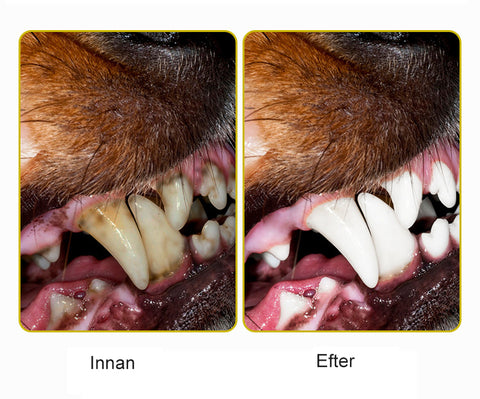 Hund Tandborste Leksak