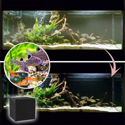 Piston block in aquarium