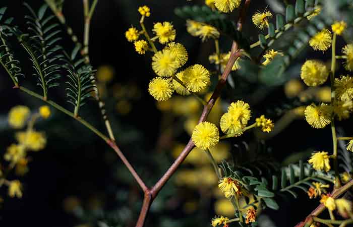 Acaica - Poisonous Plants In The Garden For Dogs 