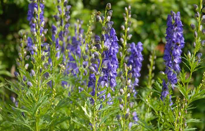 Aconite - Wild Poisonous Plants For Dogs