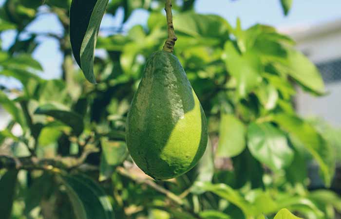 Avocados - Poisonous Vegetable Plants For Dogs