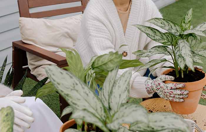Aglaonema - Indoor Poisonous Plants For Dogs