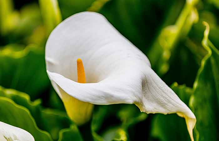 Arum - Poisonous Plants In The Garden For Dogs