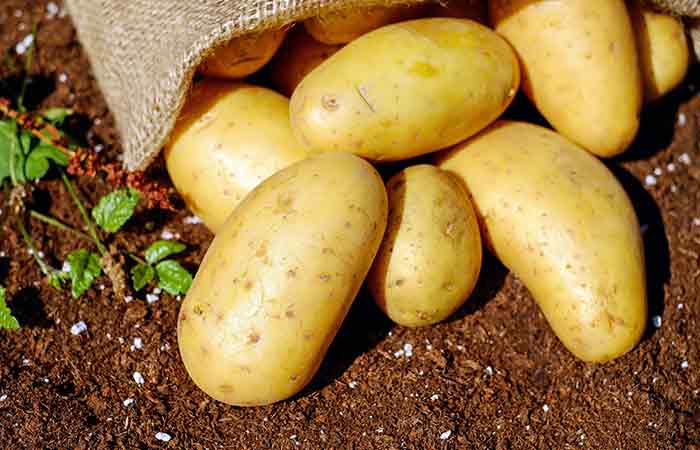 Potato - Poisonous Vegetable Plants For Dogs