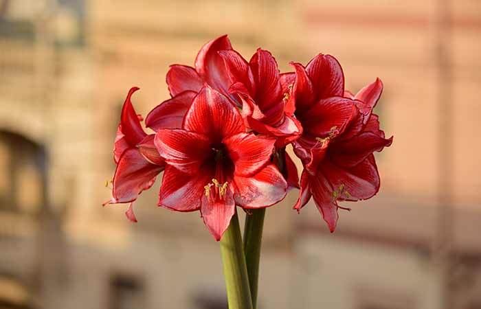 Amaryllis - Wild Poisonous Plants For Dogs