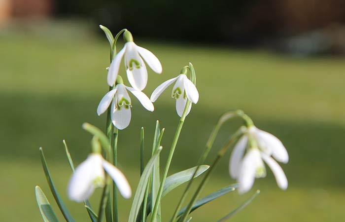 Perce Neige - Wild Poisonous Plants For Dogs