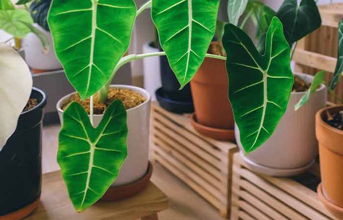 Alocasia Macrorrhiza - Indoor Poisonous Plants For Dogs