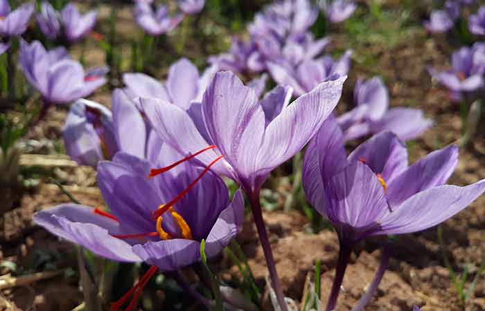 Autumn Crocus - Wild Poisonous Plants For Dogs