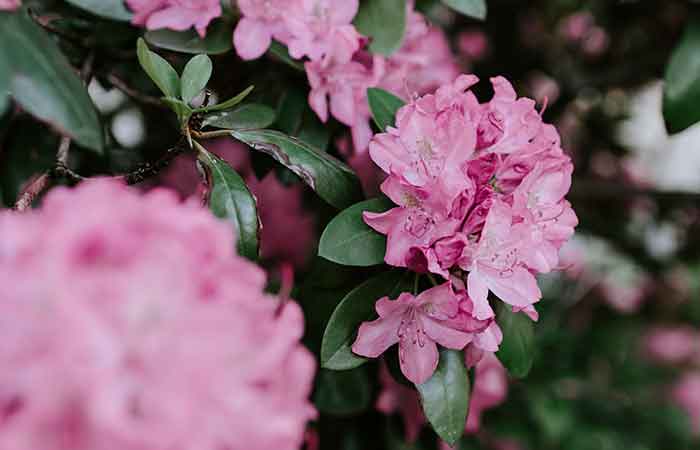 Azaleas and Rhododendrons - Poisonous Plants In The Garden For Dogs 