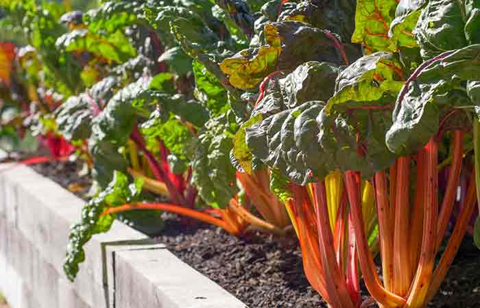 Rhubarb - Poisonous Vegetable Plants For Dogs