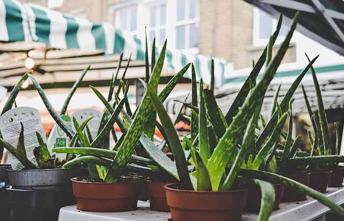 Aloe Vera- Indoor Poisonous Plants For Dogs