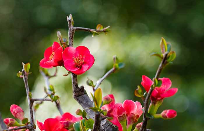 Begonia - Poisonous Plants In The Garden For Dogs