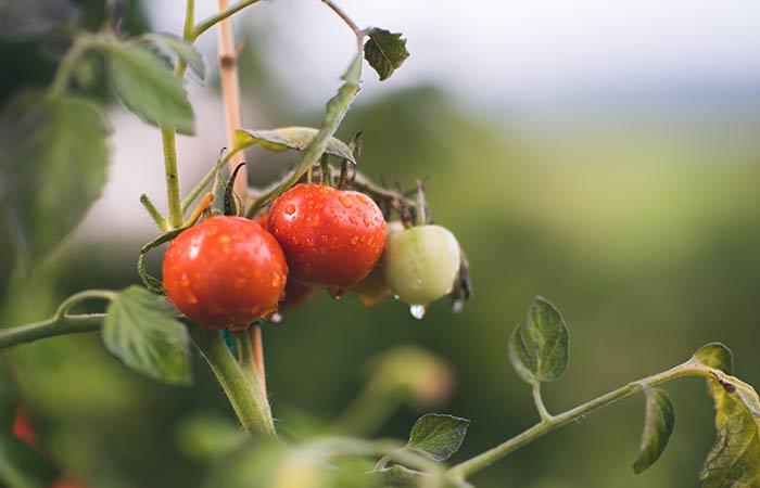 Rhubarb - Poisonous Vegetable Plants For Dogs