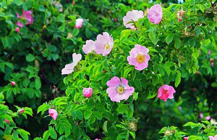Wild Roses - Wild Poisonous Plants For Dogs