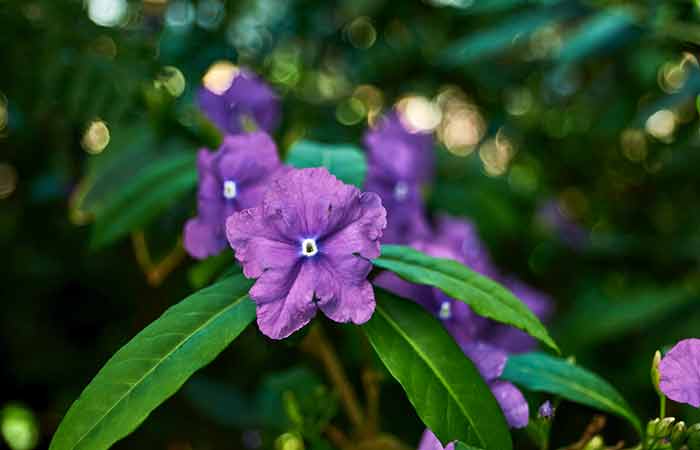 Brunfelsia - Poisonous Plants In The Garden For Dogs 