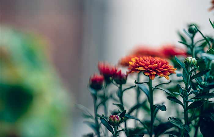 Chrysanthemum - Indoor Poisonous Plants For Dogs